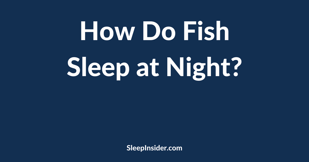 How Do Fish Sleep at Night?