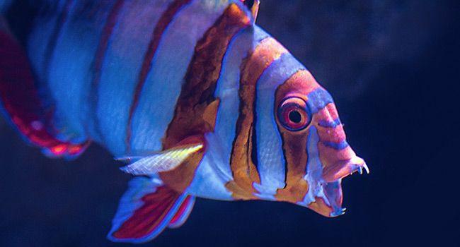 Fish in swimming in a tank